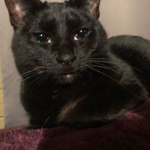 Meet your Posher, Chase